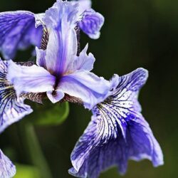iris germanica elettrika 2