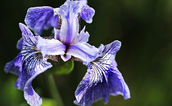 iris germanica elettrika 2 iris germanica elettrika 2