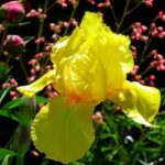 iris germanica glitter gulch 1