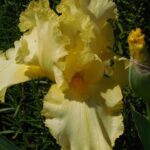 iris germanica lemon juice 1
