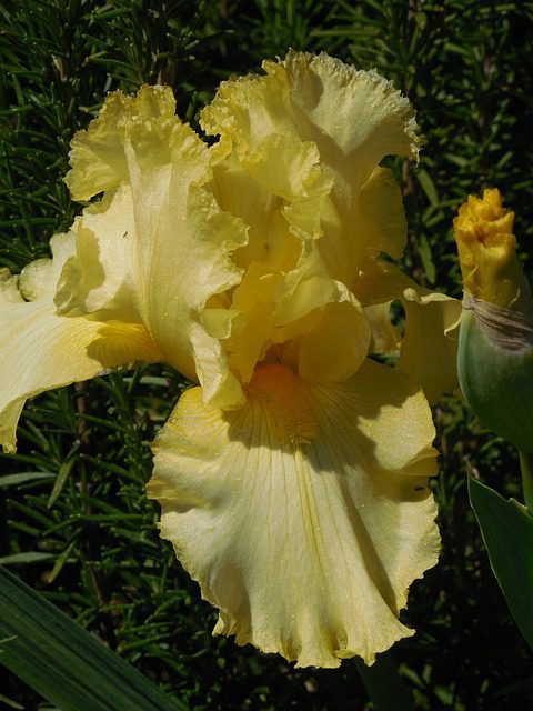 iris germanica lemon juice 1 iris germanica lemon juice 1