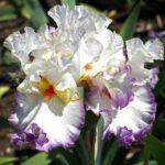 iris germanica lilly 1