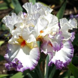 iris germanica lilly 1