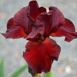iris germanica red carpet 1