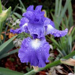 iris germanica rifiorente blu 1