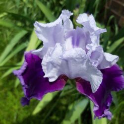 iris germanica rifiorente ghost