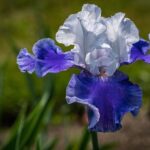 iris germanica rifiorente ocean 2