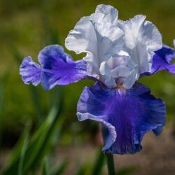 iris germanica rifiorente ocean 2