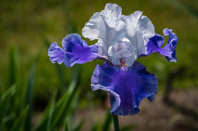 iris germanica rifiorente ocean 2 iris germanica rifiorente ocean 2