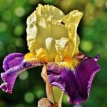 iris germanica rifiorente picasso 1