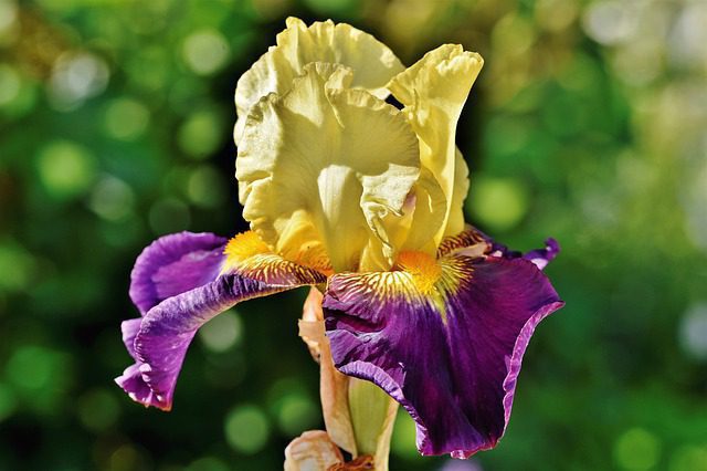 iris germanica rifiorente picasso 1 iris germanica rifiorente picasso 1