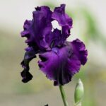 iris germanica rifiorente viola 1