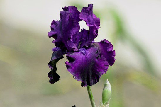 iris germanica rifiorente viola 1 iris germanica rifiorente viola 1
