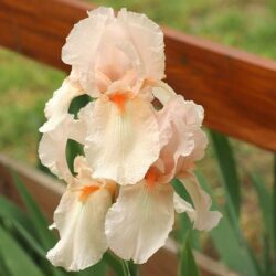 iris germanica romance 1