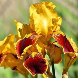 iris germanica savana 1