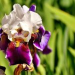 iris germanica skopel 1