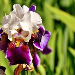 iris germanica skopel 1