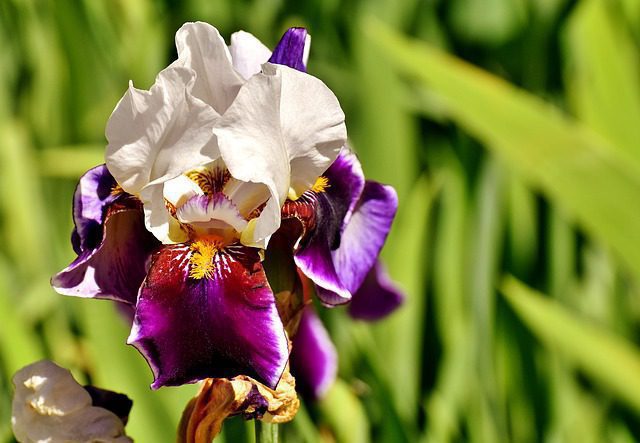 iris germanica skopel 1 iris germanica skopel 1