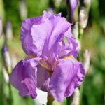iris germanica violetta 1