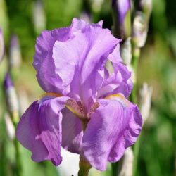 iris germanica violetta 1