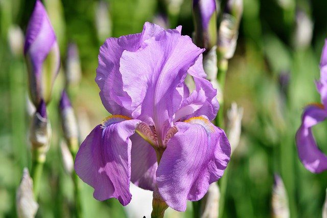 iris germanica violetta 1 iris germanica violetta 1