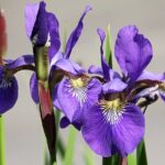 iris latifolia ultra violet 1