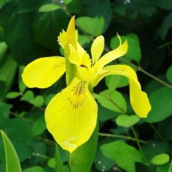 iris pseudacorus variegata 1