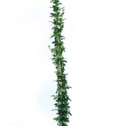 jasminum nudiflorum gelsomino 1