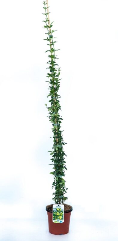 jasminum nudiflorum gelsomino 1