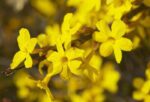 jasminum nudiflorum gelsomino 2