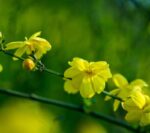 jasminum primulinum gelsomino 1