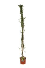 jasminum primulinum gelsomino