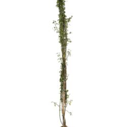 jasminum primulinum gelsomino
