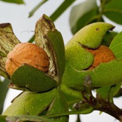 juglans regia lara noce comune