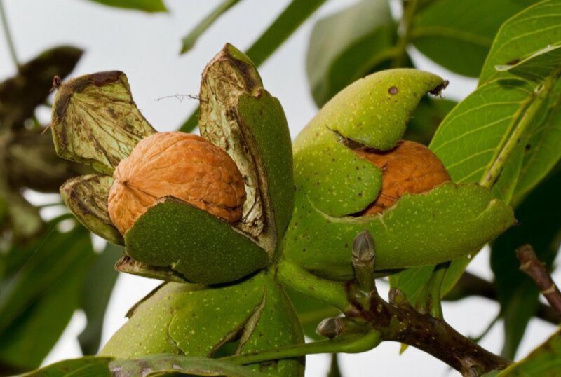 juglans regia lara noce comune