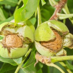 juglans regia noce comune