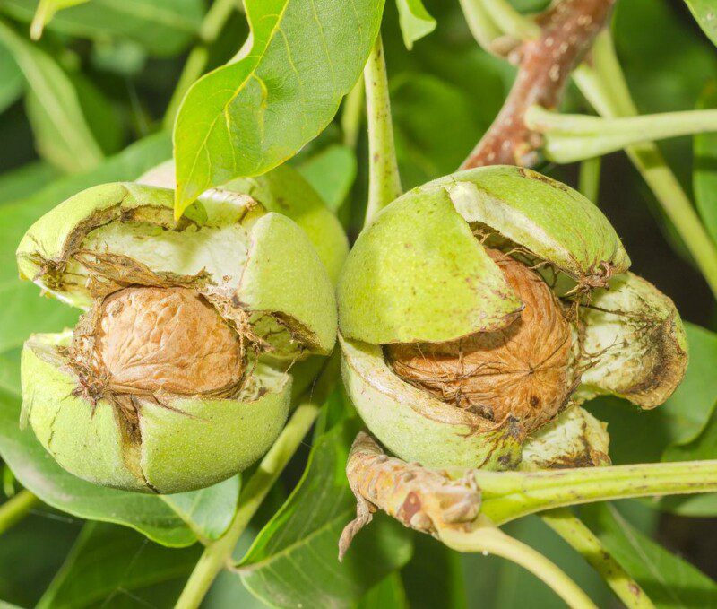juglans regia noce comune