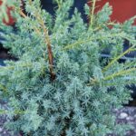 juniperus chinensis blue alps ginepro 1