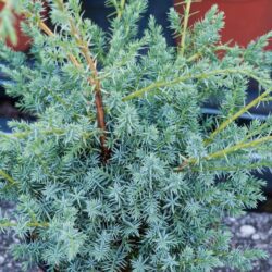juniperus chinensis blue alps ginepro 1