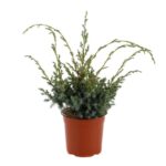 juniperus chinensis blue alps ginepro