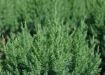 juniperus chinensis stricta ginepro 1