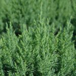 juniperus chinensis stricta ginepro 1