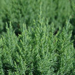 juniperus chinensis stricta ginepro 1