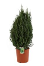 juniperus chinensis stricta ginepro