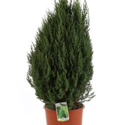 juniperus chinensis stricta ginepro