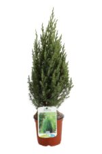 juniperus chinensis stricta ginepro 3
