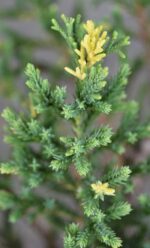 juniperus chinensis stricta variegata ginepro 1