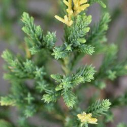 juniperus chinensis stricta variegata ginepro 1