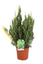juniperus chinensis stricta variegata ginepro
