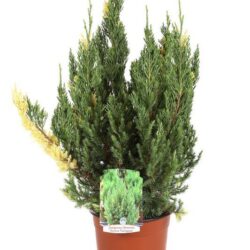 juniperus chinensis stricta variegata ginepro